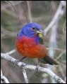 _3SB3269 painted bunting